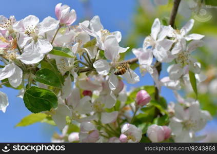 bee pollinating white flowers of apple tree on blue sky at springtime