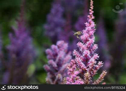 bee pollination astilbe