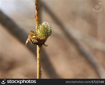 Bee sat on a tree