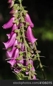 Bee searching for pollen on a foxglove