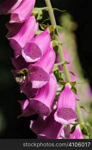 Bee searching for pollen on a foxglove