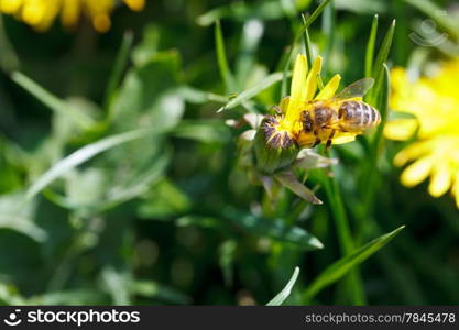 bee sips nectar from yellow dandelion flower close up on summer meadow