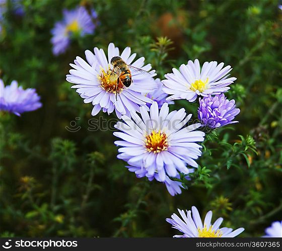 bee sits on a blue aster wildflowers in a field