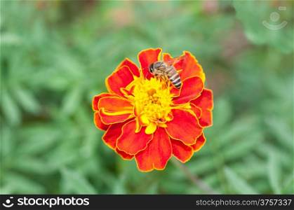 Bee sitting and sucking nctar on a flower