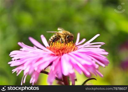 bee sitting on the asters . bee sitting on the aster and collecting the nectar