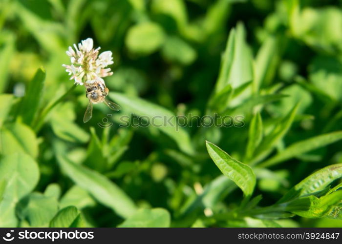 Bee sitting on white clover. Honey bee sitting on a white clover flower on a green meadow