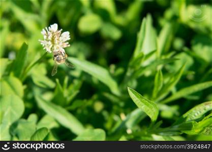 Bee sitting on white clover. Honey bee sitting on a white clover flower on a green meadow