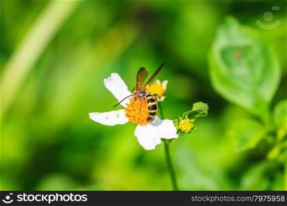 bee sitting on wild flower in garden