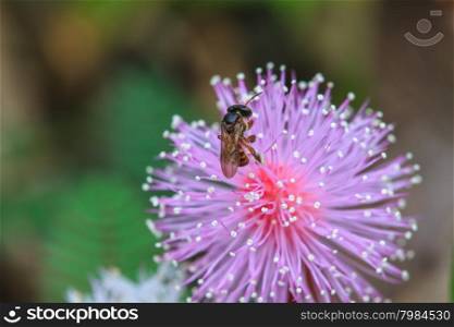 bee sitting on wild flower in tropical forest