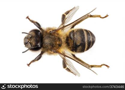 Bee species apis mellifera common name Western honey bee or European honey bee. Bee species apis mellifera common name Western honey bee or European honey bee isolated on white background