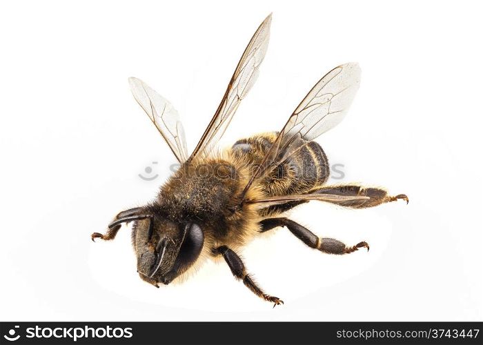 Bee species apis mellifera common name Western honey bee or European honey bee. Bee species apis mellifera common name Western honey bee or European honey bee isolated on white background