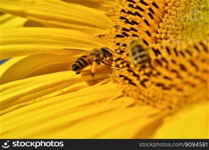 bee sunflower nectar insect animal