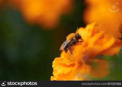 bee working and get polllinated yellow flower, natural background