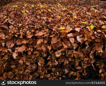 beech autumn leaves. beech autumn leaves on a hedge, Fagus sylvatica