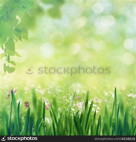 Beech fores, abstract spring backgrounds with beech tree and green grass