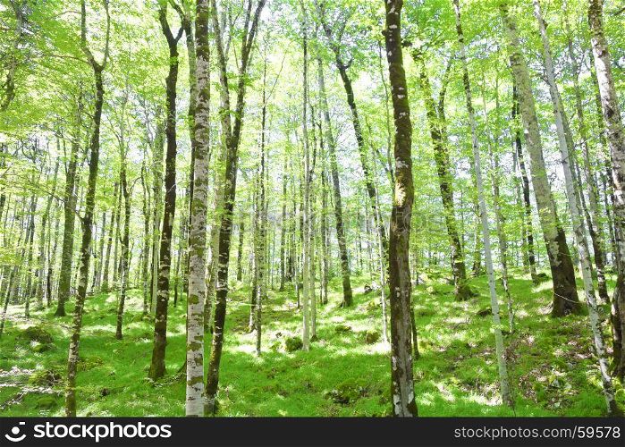 beech forest
