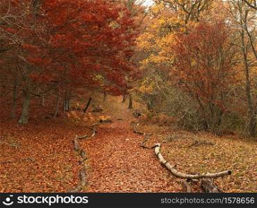 Beech forest in autumn, Montejo de la Sierra beech forest, Madrid, Spain