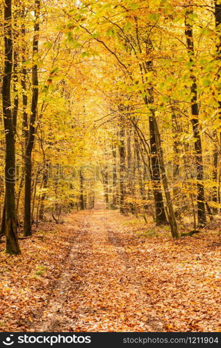 beech forest in autumn with its pretty golden colors