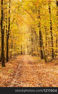 beech forest in autumn with its pretty golden colors