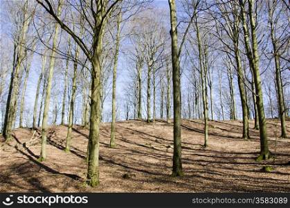 Beech forest in early spring. Beech forest without leaves in early spring and sunshine