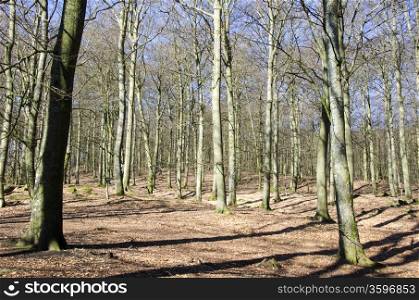 Beech forest in early spring. Beech forest without leaves in early spring and sunshine