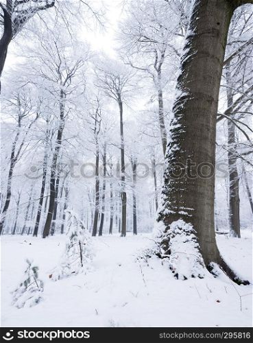 beech forest in holland on utrechtse heuvelrug near austerlitz and utrecht covered in snow
