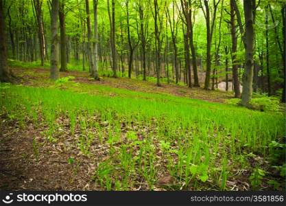 Beech forest in springtime