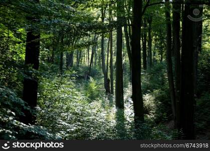 Beech forest in summer. Beech forest with warm sunshine in summer