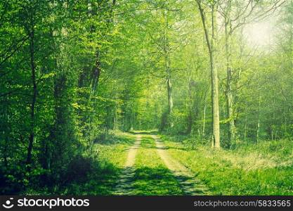 Beech forest in the springtime with sunshine
