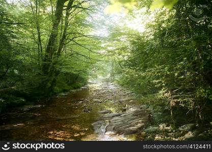 Beech forest trees with river flow under shadows