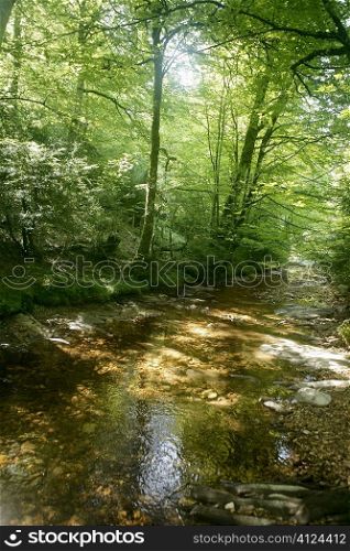 Beech forest trees with river flow under shadows