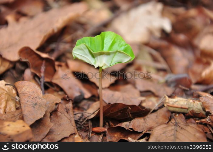 Beech seedling