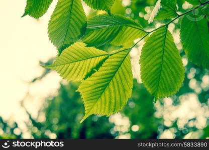 Beech tree with green leaves in the spring