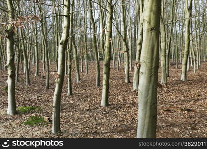 Beech trees.