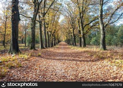Beech trees lane in the National Park Hoge Veluwe, Netherlands.