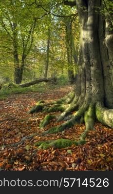Beech wood in autumn, Worcestershire, England.