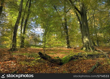 Beech wood in autumn, Worcestershire, England.