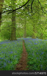 Beech wood in springtime with path through a carpet of bluebells, Gloucestershire, England.