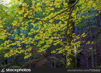 Beech woods of Abruzzo national park in autumn, Italy