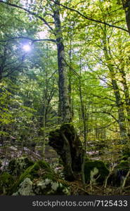 Beech woods of Abruzzo national park in autumn, Italy