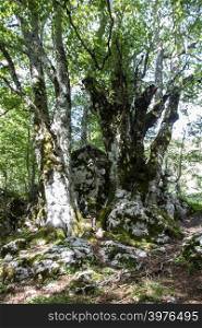 beechwood in Pollino National park, Basilicata , Italy
