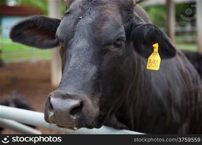 Beef cattle and a large black animals are kept in farms for breeding.