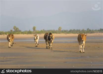 Beef cattle on the beach .