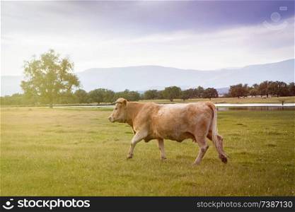 Beef cow grazing in the pastures of Extremadura in Spain