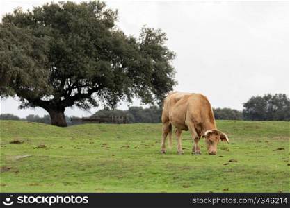 Beef cow grazing in the pastures of Spain