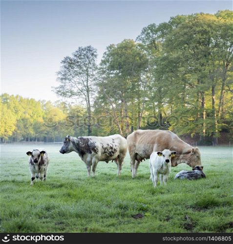 beef cows and calves in meadow on early foggy misty spring morning in meadow next to forest in the netherlands near utrecht