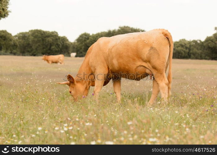 Beef cows grazing in the pastures of Extremadura in Spain