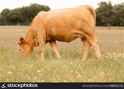 Beef cows grazing in the pastures of Extremadura in Spain