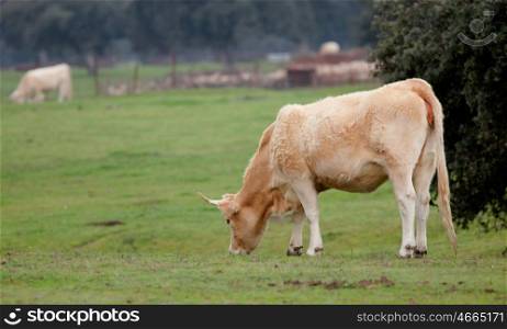 Beef cows grazing in the pastures of Extremadura in Spain&#xA;