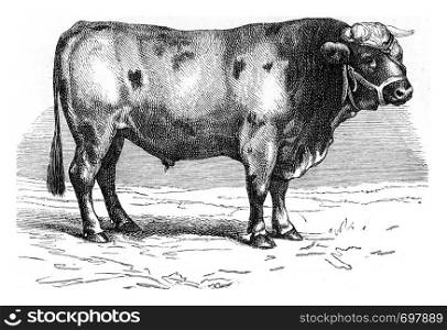 Beef Garonnaise, vintage engraved illustration. From Zoology Elements from Paul Gervais.